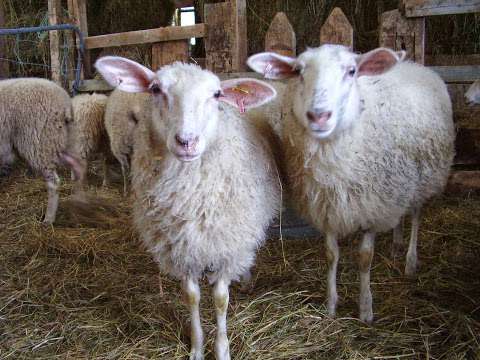 Thyme for Ewe Farm